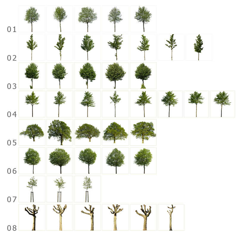 Boulevard Trees V01 Cutout Avenue Tree Photos »