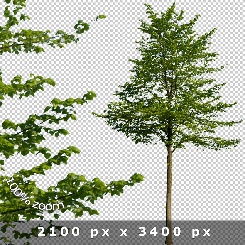 Boulevard Trees V01 Cutout Avenue Tree Photos »