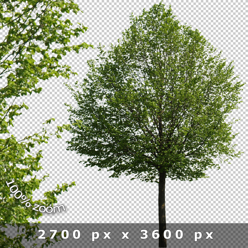 Boulevard Trees V01 Cutout Avenue Tree Photos »