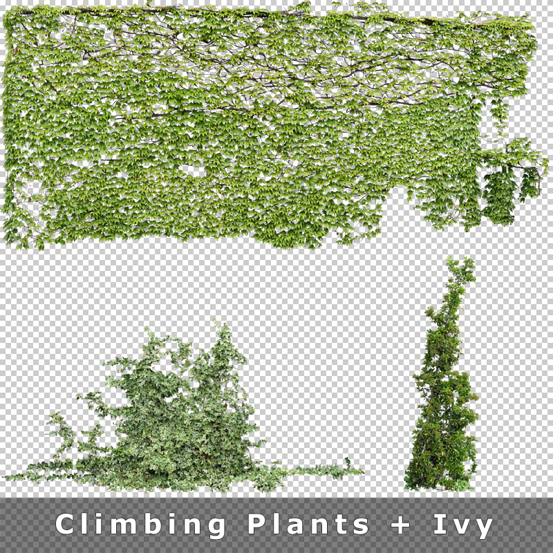 Cutout Plants V01 – Graphics for Architecture Visualization