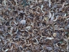 Ground-Nature_Texture_A_P8164415