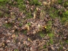 Ground-Nature_Texture_A_PC217949