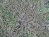 Ground-Nature_Texture_B_00772