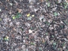 Ground-Nature_Texture_B_02799
