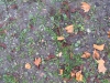 Ground-Nature_Texture_B_1053