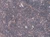 Ground-Nature_Texture_B_1086