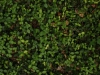 Ground-Nature_Texture_A_PA039930