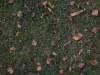 Ground-Nature_Texture_A_PA116113