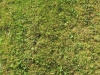 Ground-Nature_Texture_B_00762
