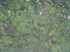 Ground-Nature_Texture_B_00790