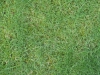 Ground-Nature_Texture_B_00860