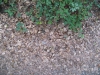Ground-Nature_Texture_B_01034