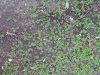 Ground-Nature_Texture_B_02722