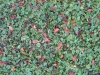 Ground-Nature_Texture_B_02740