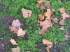 Ground-Nature_Texture_B_09200