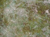 Ground-Nature_Texture_B_2111