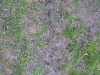Ground-Nature_Texture_B_5603