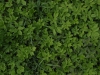 Plants-Various_Photo_Texture_B_P4261842
