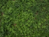 Plants-Various_Photo_Texture_B_P4261843