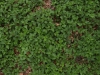 Plants-Various_Photo_Texture_B_P4261844