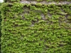 Plants-Various_Photo_Texture_B_P6056783
