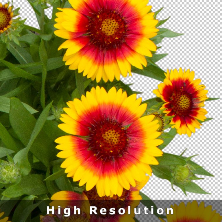 Cutout Flower Top View PNG Image Collection for Architects