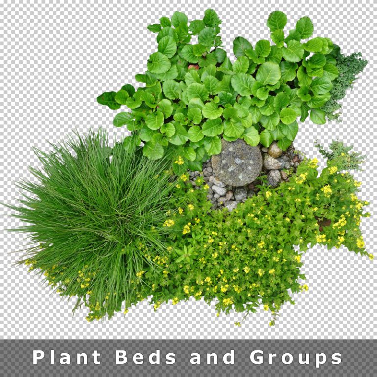 Plant Top View PNG Collection Cutout Vegetation for (Landscape