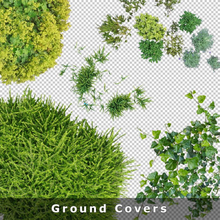 Plant Top View PNG Collection Cutout Vegetation for (Landscape
