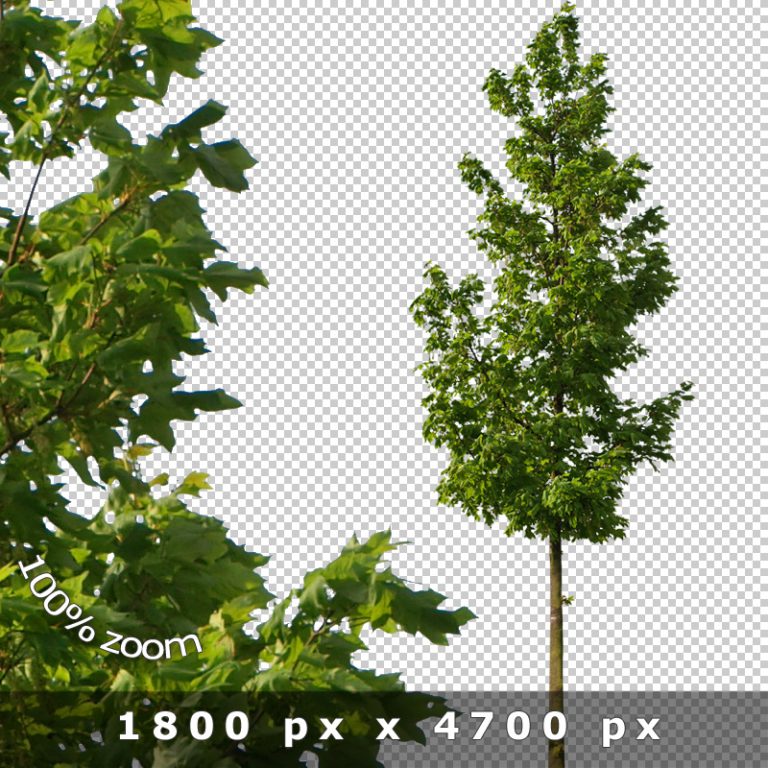 Boulevard Trees V01 Cutout Avenue Tree Photos